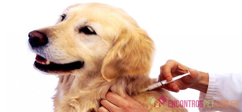 Cinomose Canina: Sintomas, Tratamento, Tem Cura?