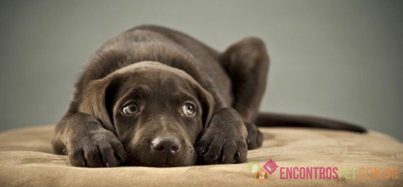 Cinomose Canina: Sintomas, Tratamento, Tem Cura?