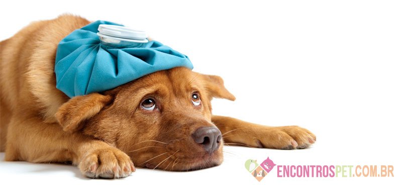 Cinomose Canina: Sintomas, Tratamento, Tem Cura?