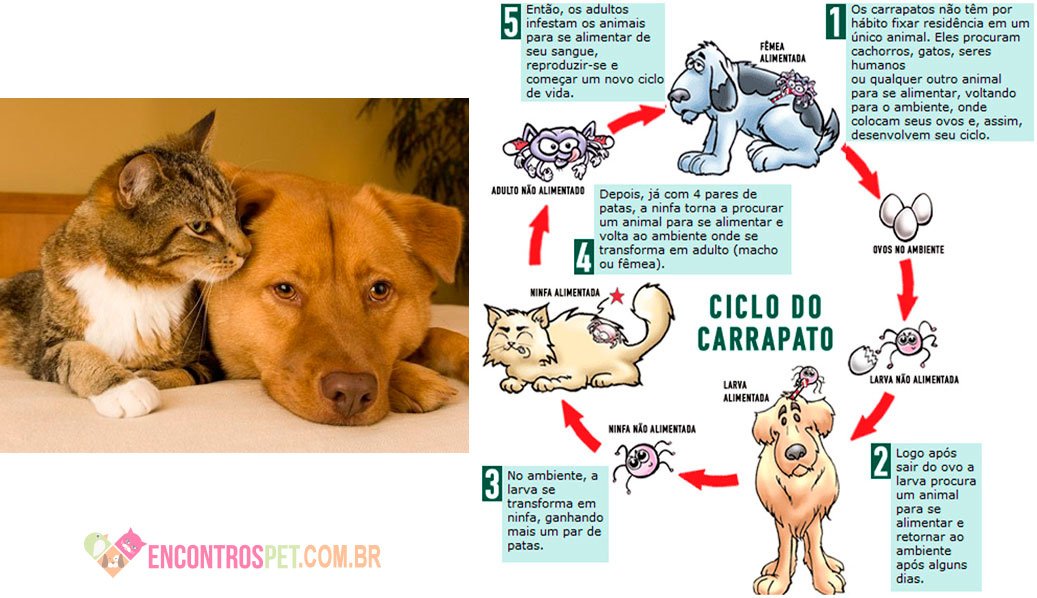 Doença do Carrapato em Cães e Gatos Doença do Carrapato em Cães e Gatos