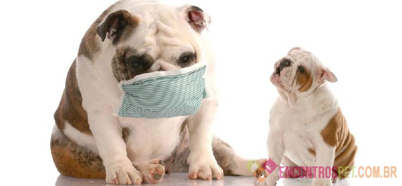 Streptococcus