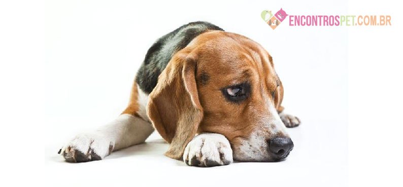 Cachorro não quer comer: O que Fazer?
