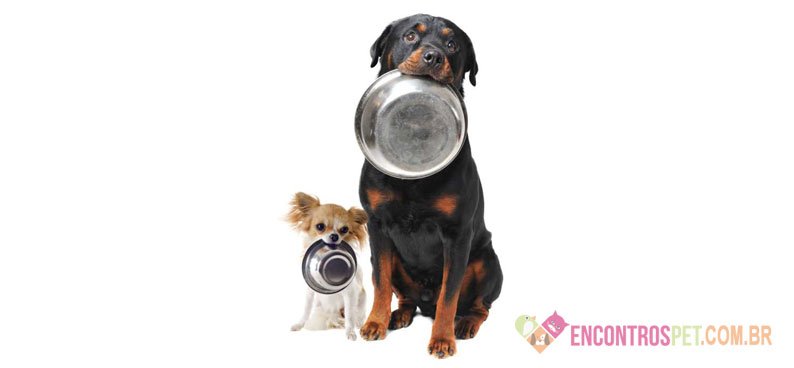 Cachorro não quer comer: O que Fazer?