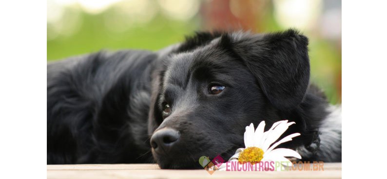 Cachorra no CIO: Cuidados, Sintomas