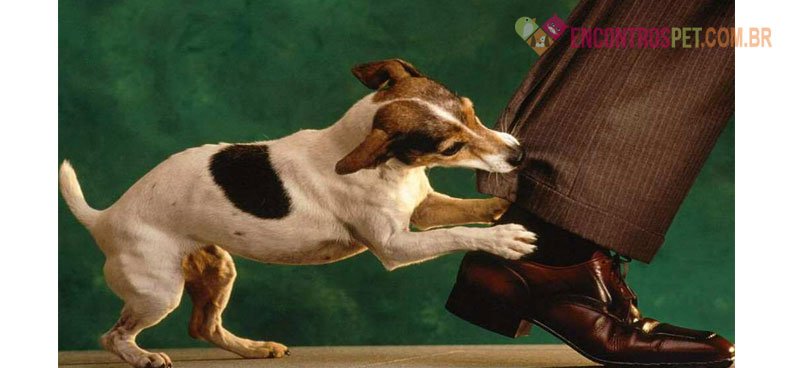 Mordida de Cachorro: O que Fazer? Como Tratar? Mordida de Cachorro: O que Fazer? Como Tratar?