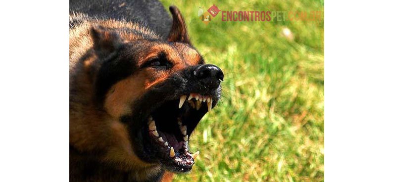 Mordida de Cachorro: O que Fazer? Como Tratar? Mordida de Cachorro: O que Fazer? Como Tratar?