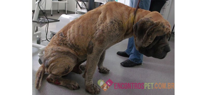 Sarna Negra em Cães: Tratamento
