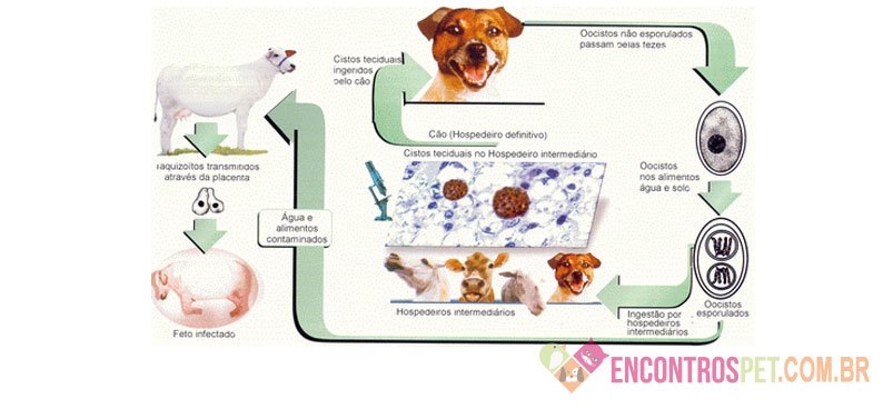 Toxoplasmose Canina: Sintomas, Como Prevenir Toxoplasmose Canina: Sintomas, Como Prevenir