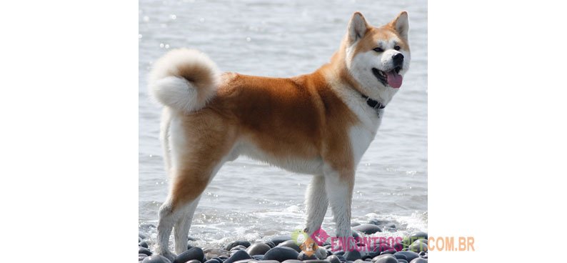 Akita Inu