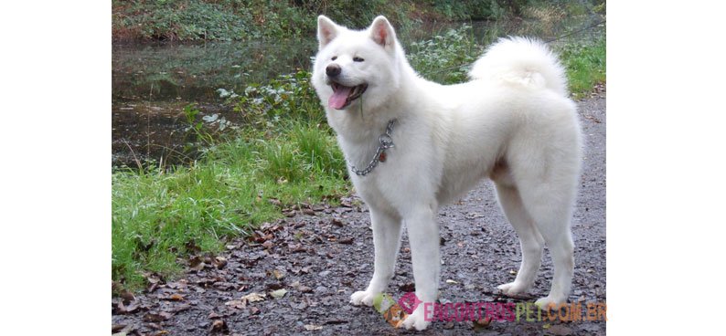 Akita Inu