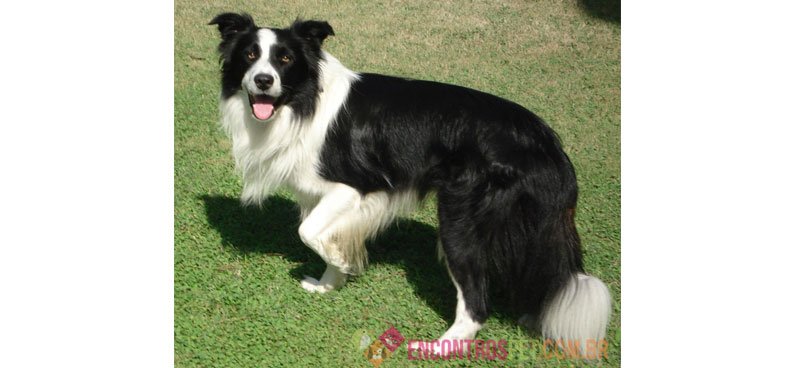 Cachorro Border Collie: Preço de Filhotes, Temperamento