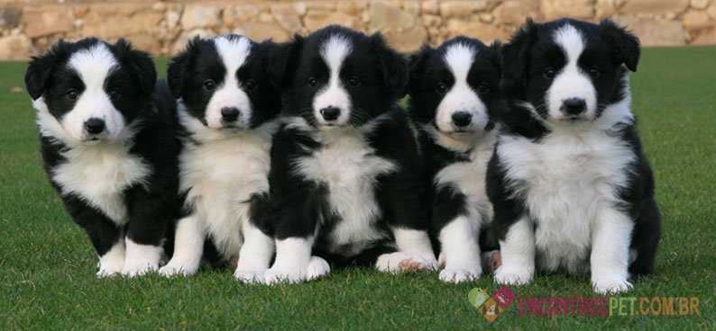 Cachorro Border Collie: Preço de Filhotes, Temperamento