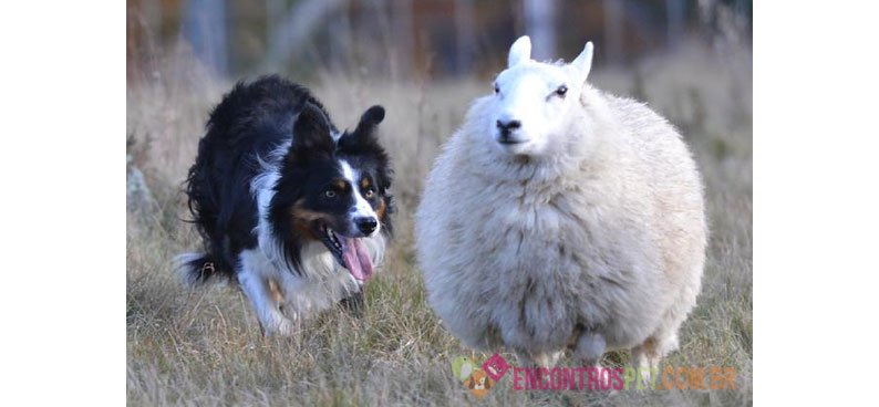 Cachorro Border Collie: Preço de Filhotes, Temperamento