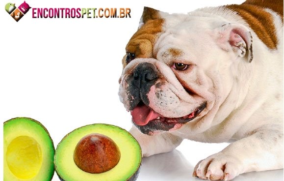 Os principais alimentos proibidos para cães