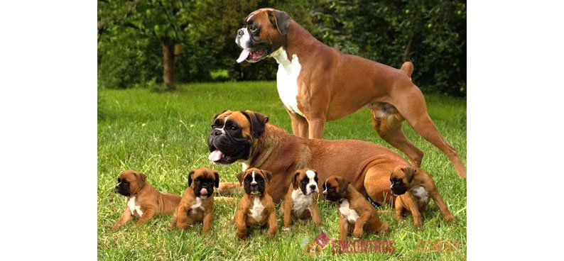 Cachorro Boxer: Preço, Temperamento