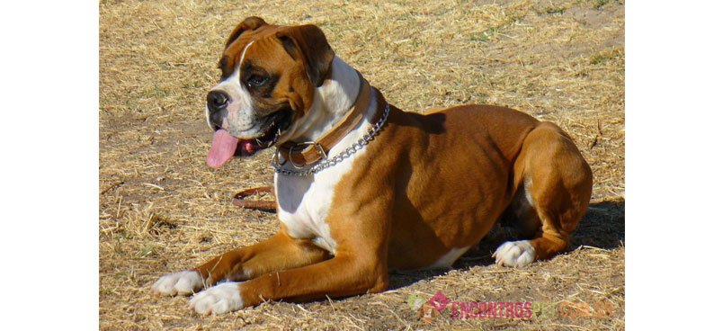 Cachorro Boxer: Preço, Temperamento