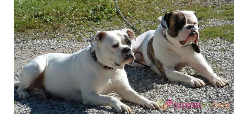 Cachorro Buldogue Americano: Preço, Temperamento