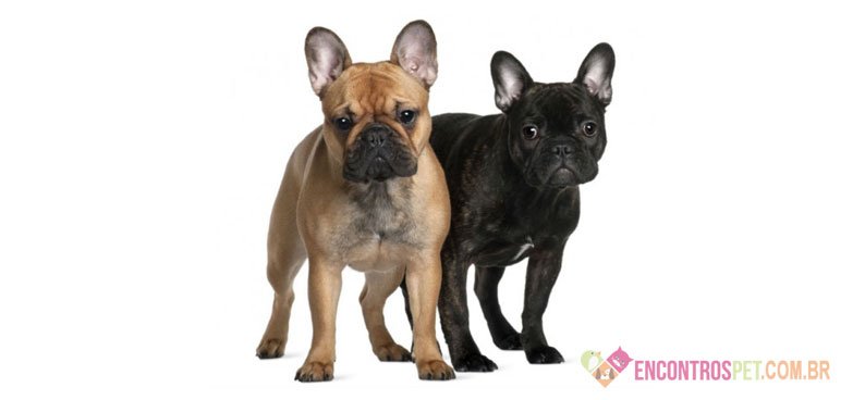 Cachorro Buldogue Francês: Preço, Curiosidades e Dicas Cachorro Buldogue Francês: Preço, Curiosidades e Dicas