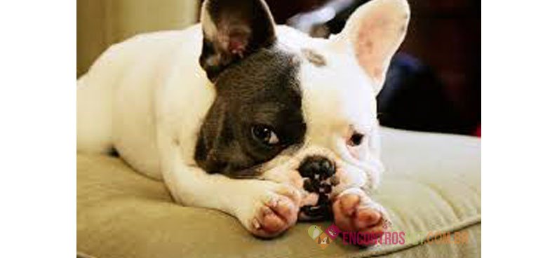 Cachorro Buldogue Francês: Preço, Curiosidades e Dicas Cachorro Buldogue Francês: Preço, Curiosidades e Dicas