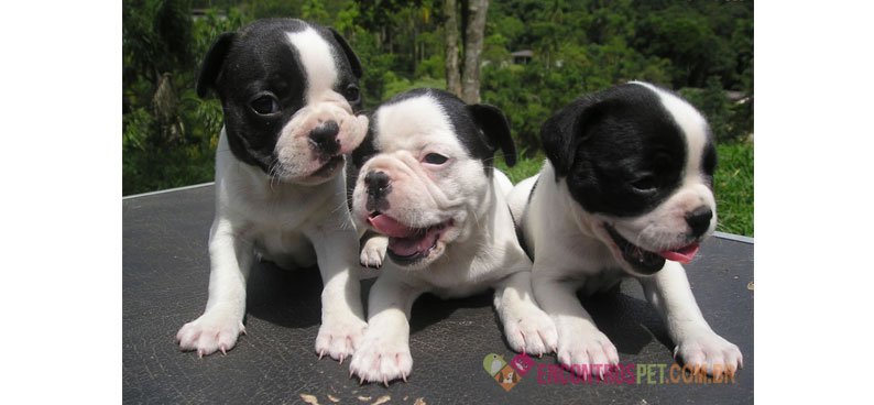 Cachorro Buldogue Francês: Preço, Curiosidades e Dicas Cachorro Buldogue Francês: Preço, Curiosidades e Dicas
