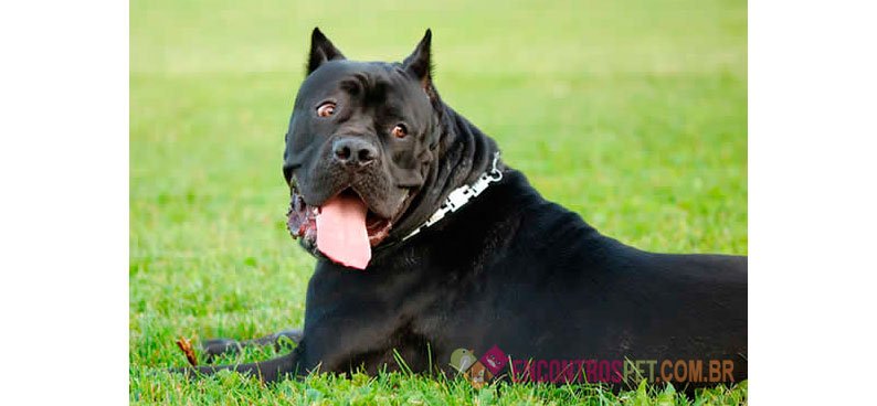Cachorro Cane Corso: Preço, Dicas e Curiosidades
