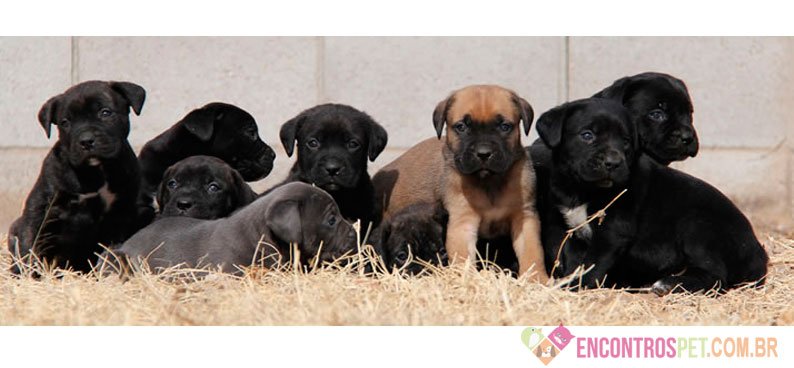 Cachorro Cane Corso: Preço, Dicas e Curiosidades