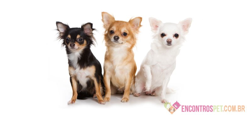 Cachorro Chihuahua: Preço, Dicas e Curiosidades