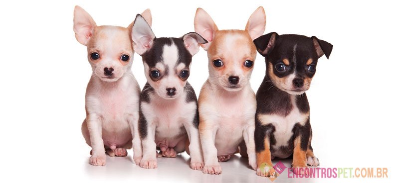 Cachorro Chihuahua: Preço, Dicas e Curiosidades