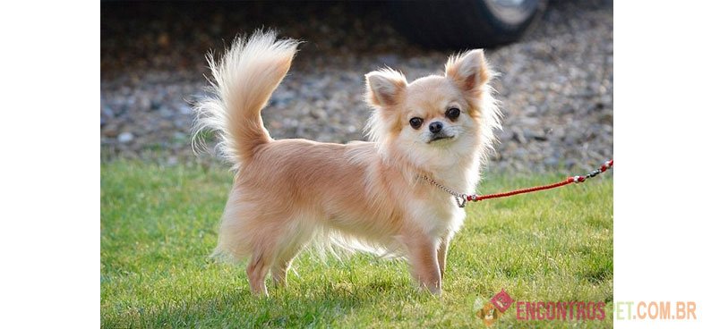 Cachorro Chihuahua: Preço, Dicas e Curiosidades