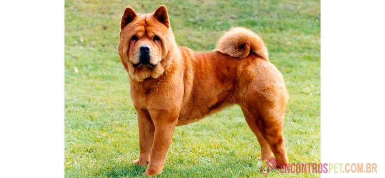 Cachorro Chow Chow: Preço, Características