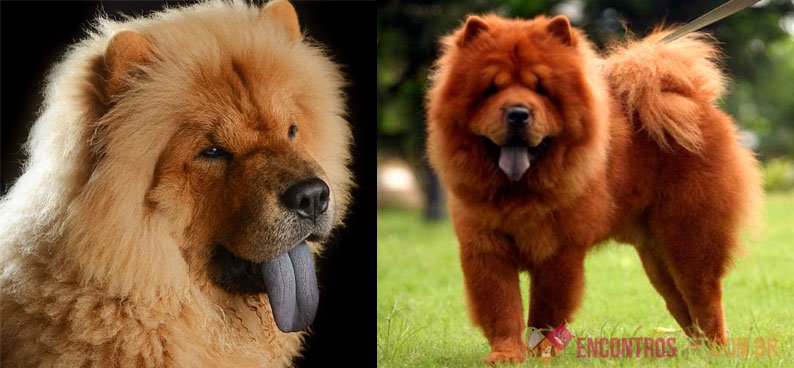 Cachorro Chow Chow: Preço, Características