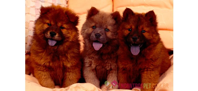 Cachorro Chow Chow: Preço, Características