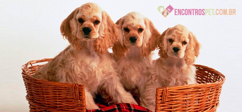 Cachorro Cocker Spaniel: Preço, Características