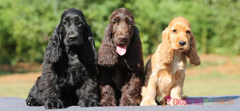 Cachorro Cocker Spaniel: Preço, Características