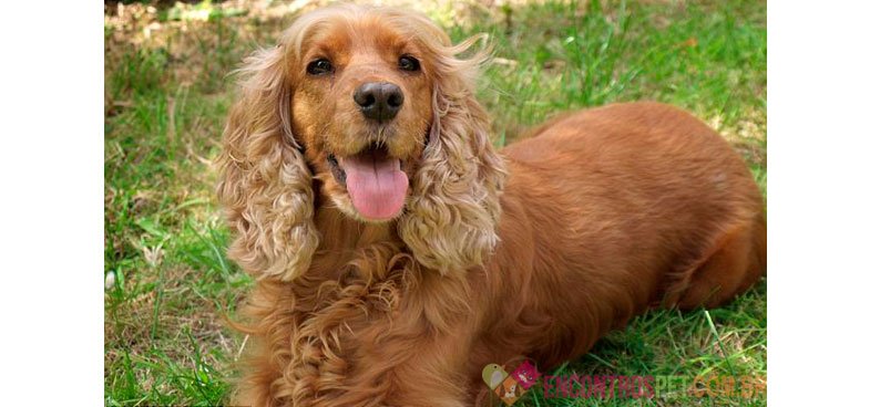 Cachorro Cocker Spaniel: Preço, Características