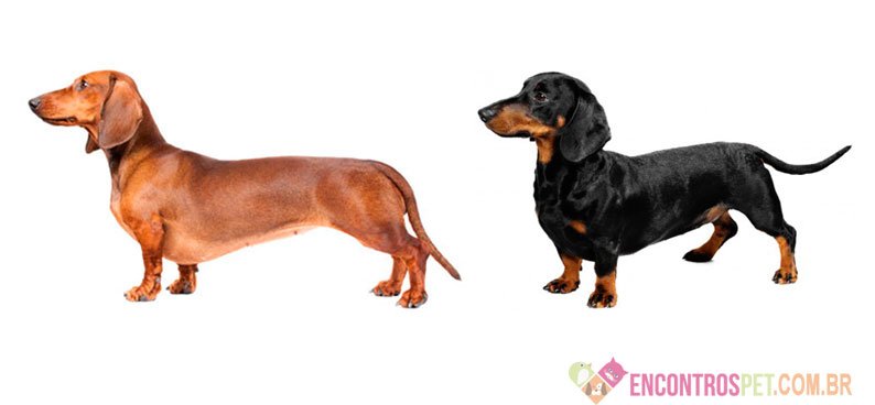 Cachorro Dachshund: Preço, Temperamento, Características