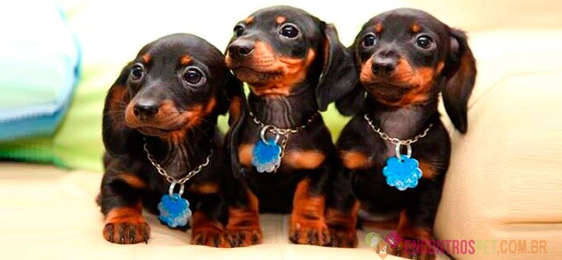 Cachorro Dachshund: Preço, Temperamento, Características