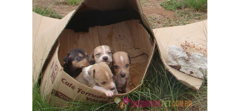 Desconto no IPTU para quem adotar animais abandonados em POA