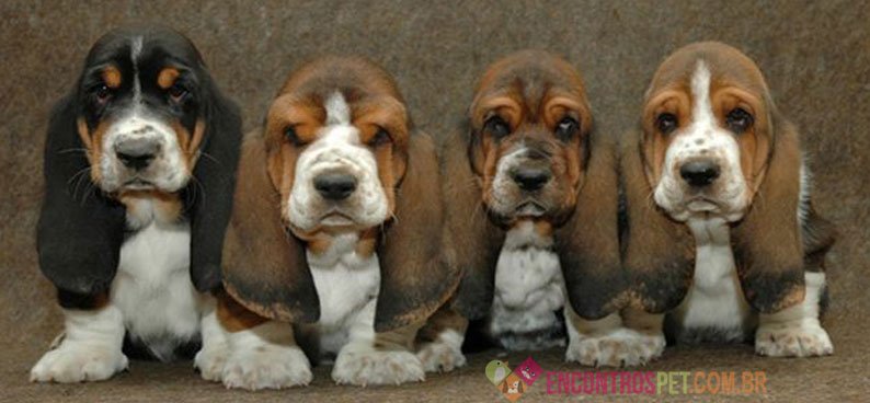 Cachorro Basset Hound: Características, Preço