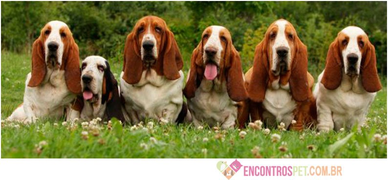 Cachorro Basset Hound: Características, Preço