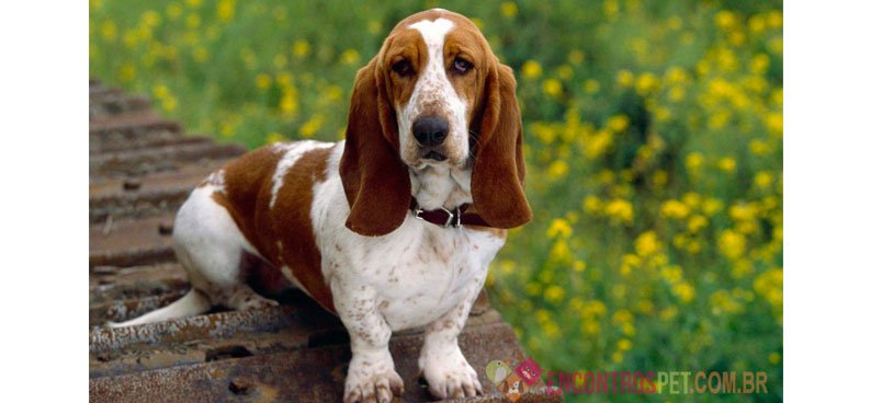 Cachorro Basset Hound: Características, Preço