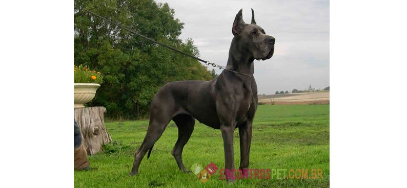 Cachorro Dogue Alemão: Preço, Características