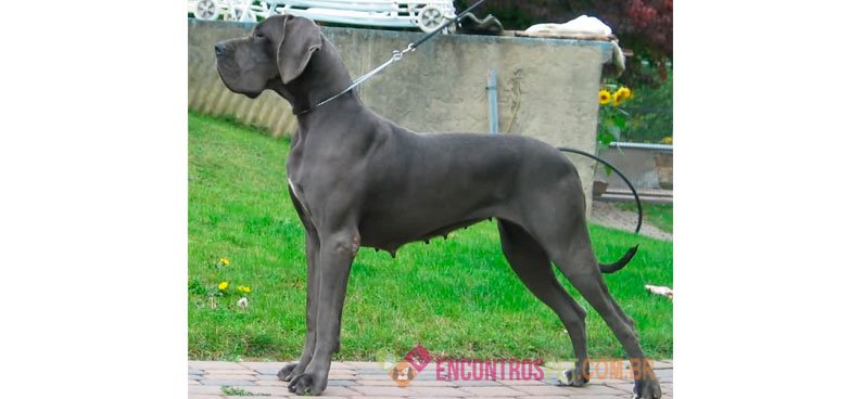 Cachorro Dogue Alemão: Preço, Características
