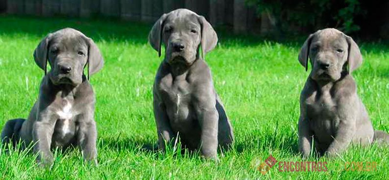 Cachorro Dogue Alemão: Preço, Características