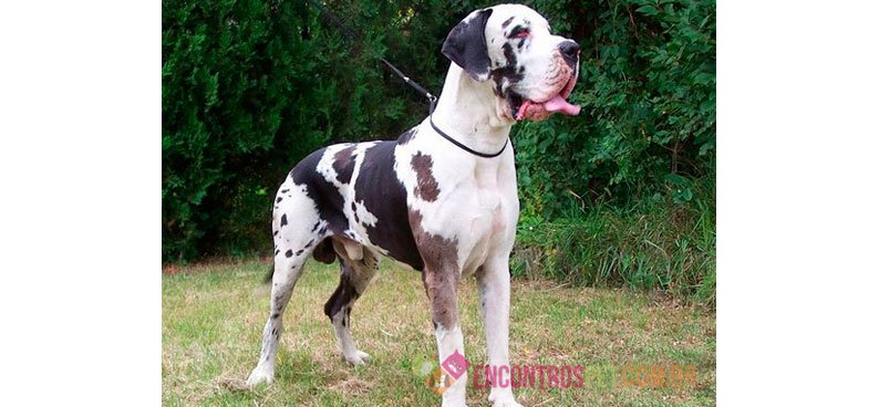 Cachorro Dogue Alemão: Preço, Características