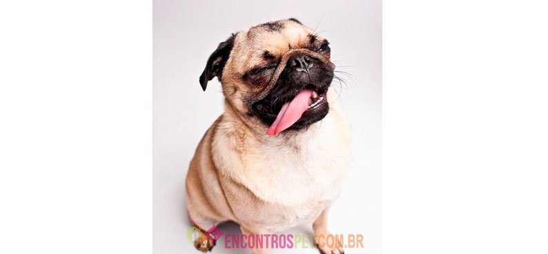 Dicas de Nomes Cachorros Macho
