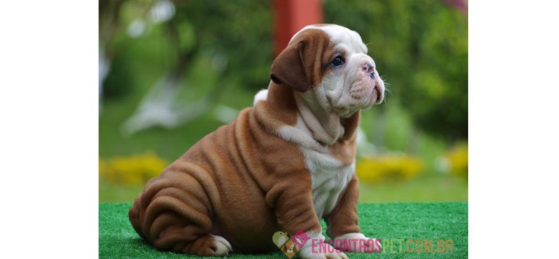 Dicas de Nomes Cachorros Macho