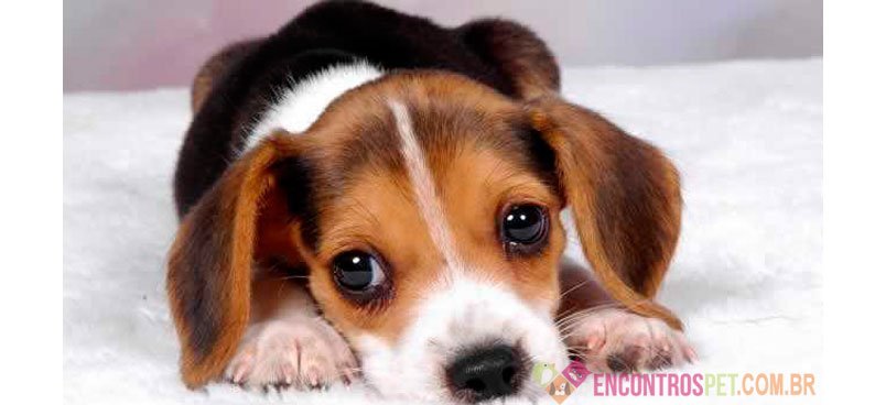 Dicas de Nomes Cachorros Macho