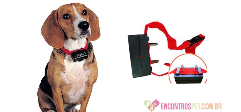 Coleira Antilatido para Cães Funciona?