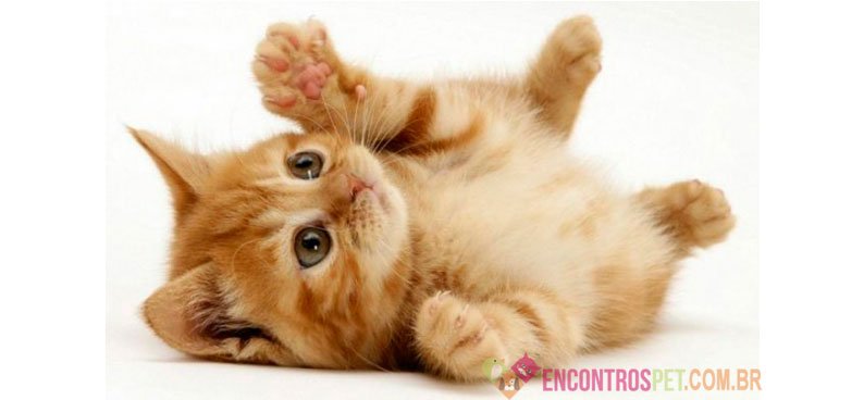 Dicas de Nomes para Gatas Fêmeas